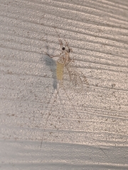 Maccaffertium modestum