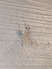 Maccaffertium modestum