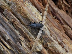 Sphenophorus latinasus