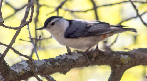 photo of White-breasted Nuthatch (Sitta carolinensis)