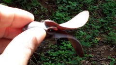 Dipterocarpus retusus