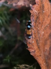 Callomyia venusta