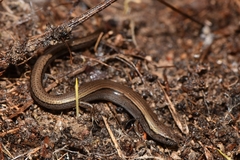 Hemiergis decresiensis