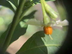 Solanum pseudocapsicum