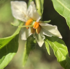 Solanum pseudocapsicum