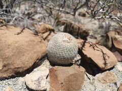 Epithelantha greggii