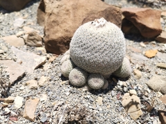 Epithelantha greggii