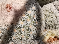Epithelantha greggii
