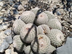 Epithelantha greggii