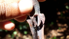 Dipterocarpus retusus