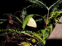 Catopsilia gorgophone