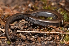 Hemiergis decresiensis