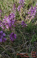 Polygala comosa
