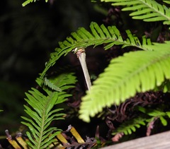 Catopsilia gorgophone