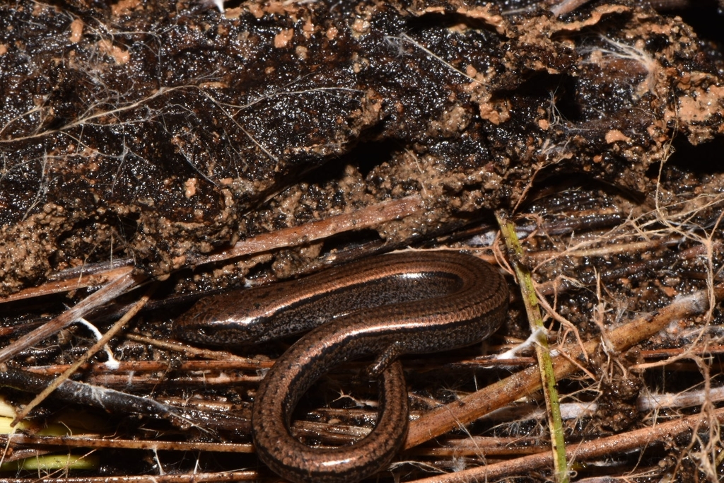 Three-Toed Earless Skink