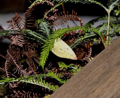 Catopsilia gorgophone