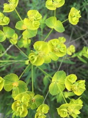 Euphorbia esula