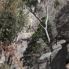 Callitris endlicheri