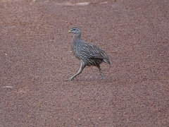 Pternistis bicalcaratus