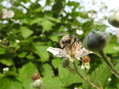 Bombus mixtus