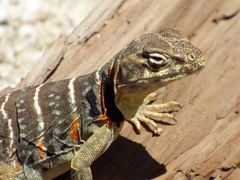 Crotaphytus vestigium