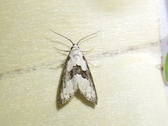 Nigetia formosalis