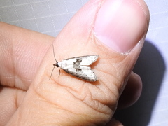Nigetia formosalis