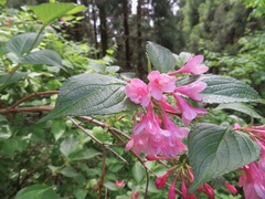 Weigela hortensis