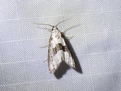 Nigetia formosalis