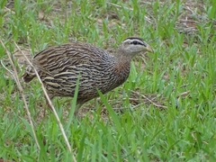 Pternistis bicalcaratus