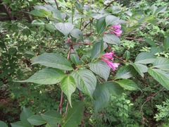 Weigela hortensis