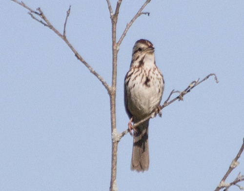 photo of Song Sparrow (Melospiza melodia)