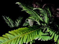 Catopsilia gorgophone