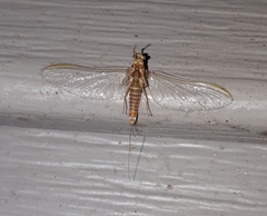 Ephemerella invaria