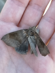 Bastilla hamatilis