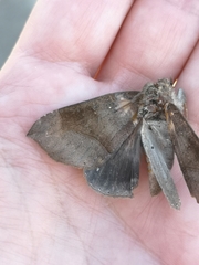 Bastilla hamatilis