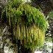 Hanging Clubmoss - Photo (c) harrylurling, some rights reserved (CC BY-NC), uploaded by harrylurling