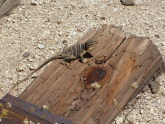 Crotaphytus vestigium