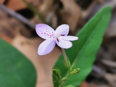 Pseuderanthemum variabile
