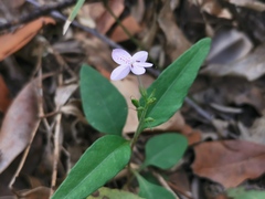 Pseuderanthemum variabile