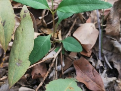 Pseuderanthemum variabile