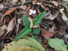 Pseuderanthemum variabile