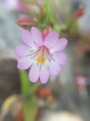 Erythranthe inconspicua