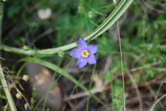 Giliastrum rigidulum