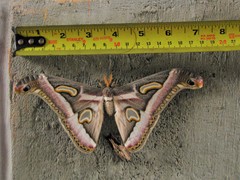 Epiphora boolana
