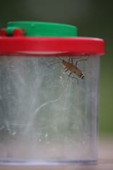Chauliognathus misellus