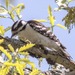 photo of Downy Woodpecker (Dryobates pubescens)