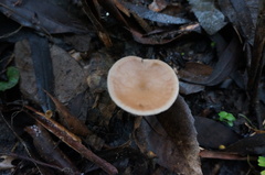 Singerocybe clitocyboides