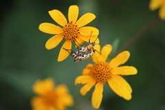 Chauliognathus misellus