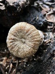 Pholiota nubigena